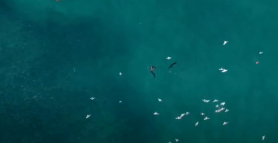 VIDEO // Un pilot de dronă a salvat viața unui înotător atacat de un rechin